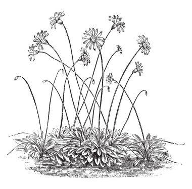 Çiçek sapı uzun ve ince; çiçek ve birbirleriyle ve yaprakları arasında tomurcuk onlar zemin seviyesine, vintage çizgi çizme veya oyma illüstrasyon büyüyen dardır.