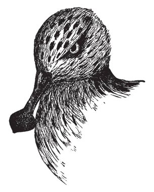 Bu çizimde temsil kaşık Sandpiper, vintage çizgi çizme veya oyma illüstrasyon fatura.