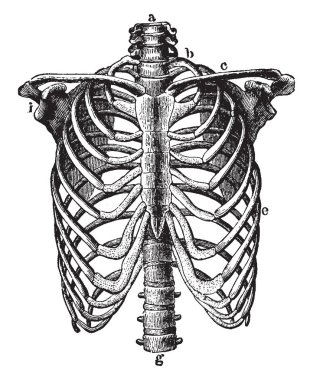 Bu resimde toraks, vintage çizgi çizme veya oyma illüstrasyon temsil eder..