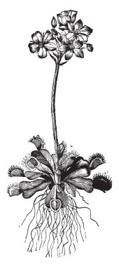 Sinek kapanı Venüs, eski oyma resimler. La Vie dans la nature, 1890