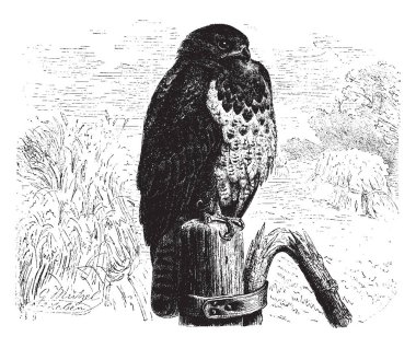 Bu görüntü Avrupa Hawk, vintage çizgi çizme veya oyma illüstrasyon temsil eder..