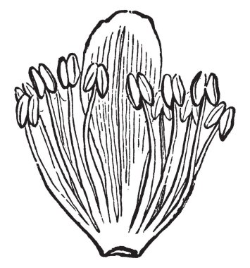 Bir resim Stamens gösterir. Erkek üreme organları içerdiğinden çiçek, çok önemli bir parçasıdır. Bu Pollain tahıl ovule oluşumu yapılır sonra vintage çizgi çizme veya oyma illüstrasyon yumurtalık için düşüyor.