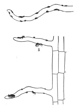 Bu resimde marul kök yapışık toprak taneleri, vintage çizgi çizme veya oyma illüstrasyon ile temsil eder.