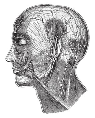 Bu resimde kafa, vintage çizgi çizme veya oyma illüstrasyon yüzeysel sinirler temsil eder..