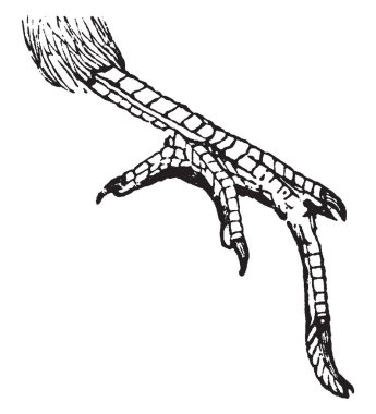 Keçi enayi belirgin artık orta ayak, vintage çizgi çizme veya oyma illüstrasyon ayak.