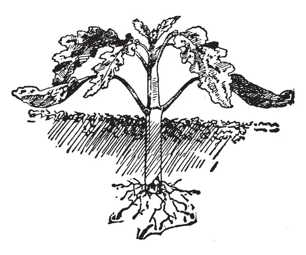 Изображение Показывающее Вырезание Тропического Вечнозеленого Растения Колеус Рисунок Винтажной Линии — стоковый вектор