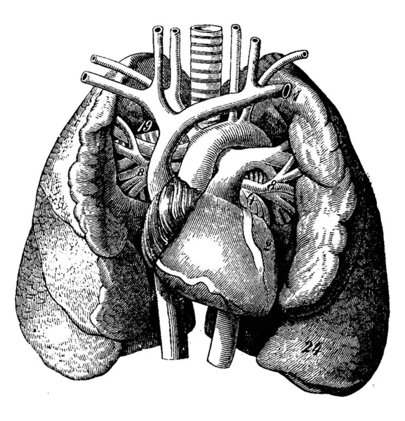 Corazón Medio Los Pulmones Ilustración Grabada Vintage Vie Dans Nature — Vector de stock