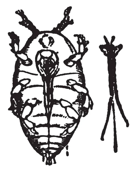 Phylloxera Género Insectos Aliados Las Familias Aphis Coccus Ilustración Trazado — Vector de stock