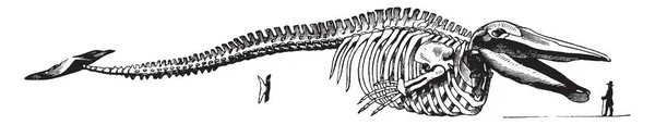 鲸鱼骨骼是一种分布广泛 多样化的全水生胎盘海洋哺乳动物群 复古线条绘画或雕刻插图 — 图库矢量图片
