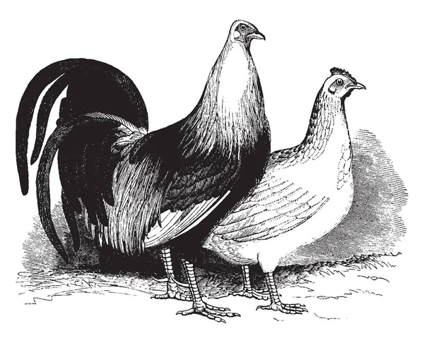 Esta Ilustración Representa Game Fowl Dibujo Línea Vintage Ilustración Grabado — Archivo Imágenes Vectoriales