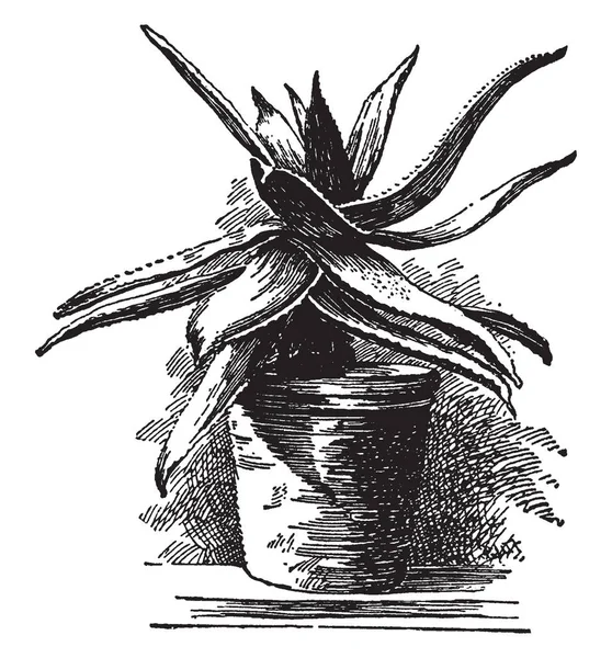 Esta Imagem Mostra Aloe Serrulata Plnat Folhas São Espinhosas Longas — Vetor de Stock