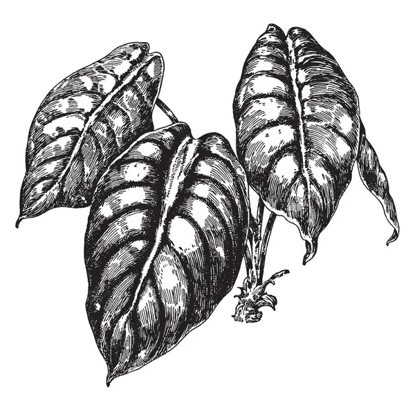 Resmi Bir Alocasia Cupra Gösteriyor Bir Oval Yaprak Şekilli Yaprakları — Stok Vektör