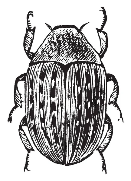 Таблетка Жук Который Катиться Шар Таблетки Рисунок Винтажной Линии Гравировка — стоковый вектор