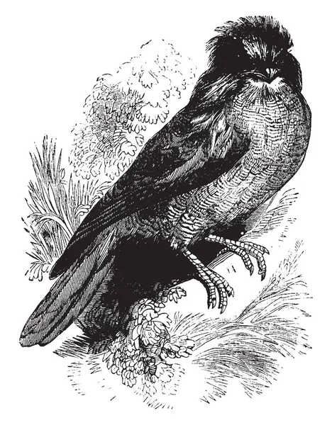 金河山羊吸盘是一只大鸟 复古线画或雕刻插图 — 图库矢量图片
