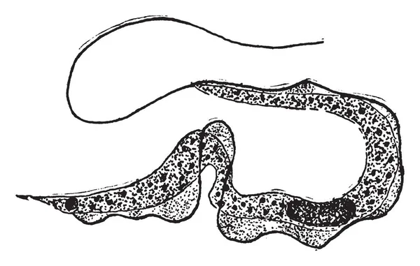 Trypanosoma은 클래스 Kinetoplastida 빈티지 그림의 Monophyletic — 스톡 벡터