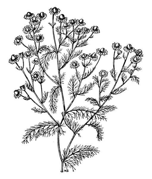 일반적으로 카모마일 이라고 합니다 Paniculate Capitula 화이트 Florets는 Ligule 디스크 — 스톡 벡터