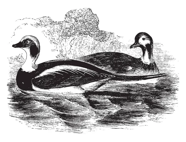 Lange Tailed Duck Gebruikelijk Zowel Europa Als Verenigde Staten Vintage — Stockvector