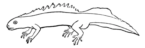 Vattenlevande Salamander Vintage Ingraverad Illustration Naturhistoria Djur 1880 — Stock vektor