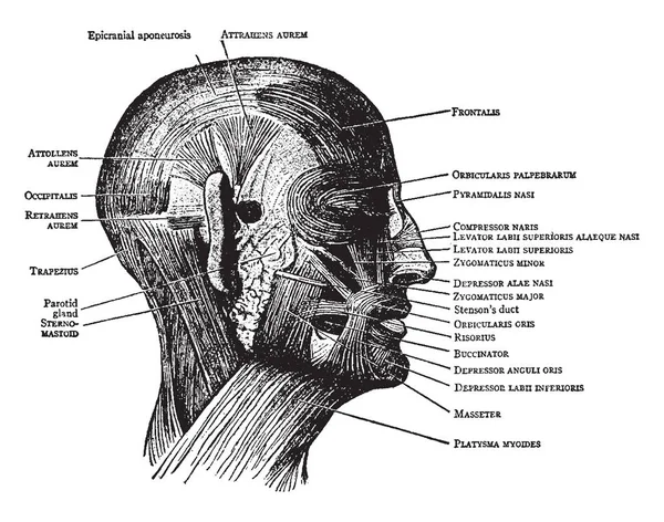 这个插图代表脸部和头皮肌肉 复古线条画或雕刻插图 — 图库矢量图片