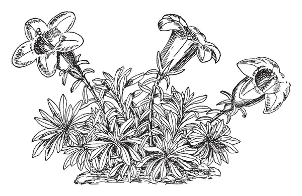 Obrázek Ukazuje Wahlenbergia Serpyllifolia Rostlina Květy Jsou Žluté Nafialovělou Barvu — Stockový vektor