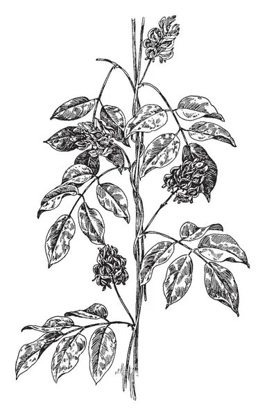 Рисунке Изображено Растение Apios Tuberosa Apios Иногда Называют Картофельные Бобы — стоковый вектор