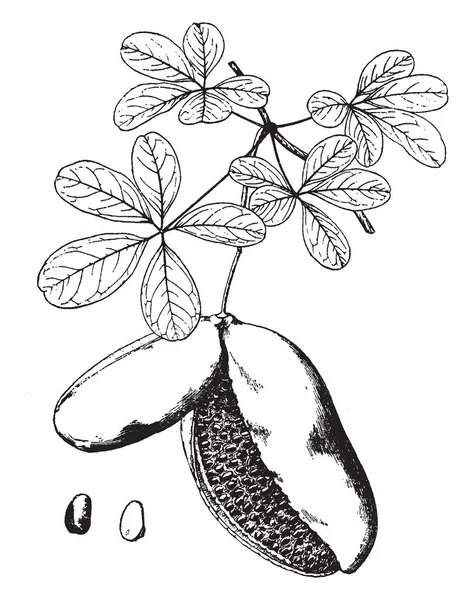 Dieses Bild Zeigt Eine Akebia Quinata Frucht Diese Frucht Ist — Stockvektor
