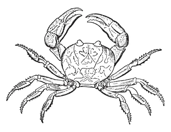 Violet Land Crab Gecarcinus Ruricola Desenho Linha Vintage Gravura Ilustração —  Vetores de Stock