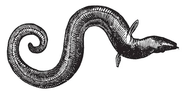 Anguila Tiene Cuerpo Largo Serpiente Dibujo Línea Vintage Ilustración Grabado — Vector de stock