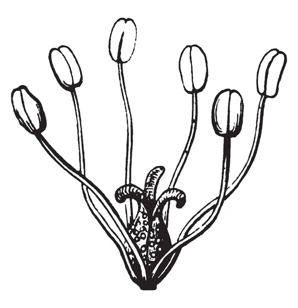 Gibt Sechs Anther Die Durch Filament Eierstock Befestigt Sind Filament — Stockvektor