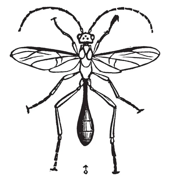 Esta Ilustración Representa Pelecinid Wasp Dibujo Línea Vintage Ilustración Grabado — Archivo Imágenes Vectoriales