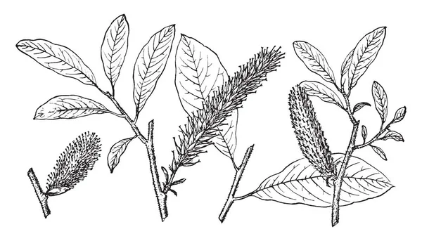 在这个形象的分支阿拉斯加柳树也被称为柳 Alaxensis 阿拉斯加柳树的分支是柳树的种类 复古线条画或雕刻插图 — 图库矢量图片