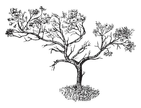 在贫瘠地区的瞻博树 树有非常少的叶子 复古线条画或雕刻插图 — 图库矢量图片