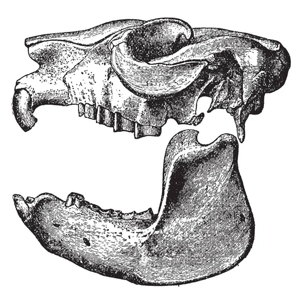 中生动物是一种化石啮齿类动物的属 如有蹄类四足动物 是中丝类的典型特征 复古线条画或雕刻插图 — 图库矢量图片