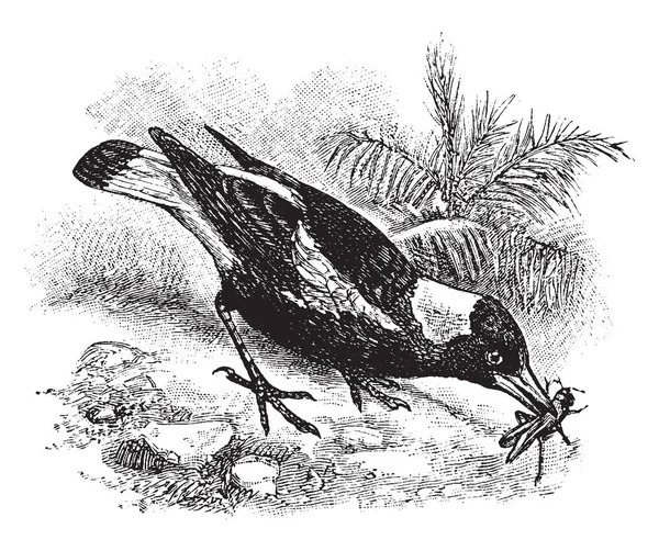 Australian Magpie Uma Espécie Ave Família Artamidae Pertencente Família Artamidae —  Vetores de Stock