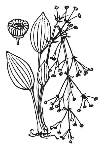 그림은 Alisma 식물을 보이고 식물은 물으로 랍니다 줄기는 작다입니다 빈티지 — 스톡 벡터