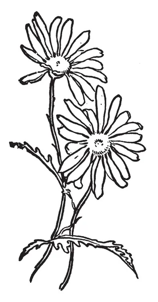 ヒナギクは 最も美しい花植物です この花 ヴィンテージの線描画や彫刻イラストに多くの花びらがあります — ストックベクタ