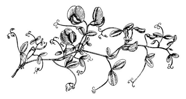 Görüntü Iki Çiçekli Bezelye Bitki Gösterir Lathyrus Grandiflorus Ortak Adıdır — Stok Vektör