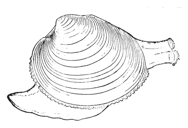 Palourde Est Nom Commun Pour Plusieurs Types Mollusques Bivalves Dessin — Image vectorielle