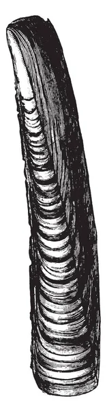 Rasiermuschel Ist Eine Scharfgeschaltete Muschel Vintage Linienzeichnung Oder Gravierillustration — Stockvektor