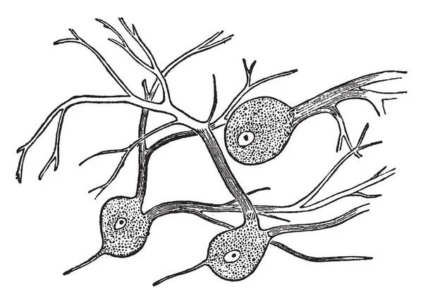Sinir Hücrelerinin Bol Her Yerde Gri Renkte Diğer Yerler Vintage — Stok Vektör