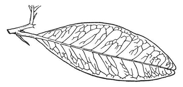 これはアクランディア Citrioides の葉です それは楕円形の 人に半インチ長い ビンテージの線描画や彫刻イラストです — ストックベクタ