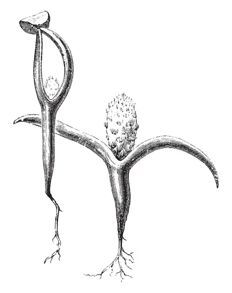 一张图片 显示刺梨的幼苗 这是仙人掌的共同名称 复古线条画或雕刻插图 — 图库矢量图片