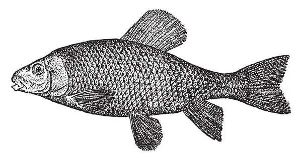 マサバ吸盤は空気の膀胱着目し つの部分 ビンテージの線描画や彫刻イラストに Catostomine 魚です — ストックベクタ