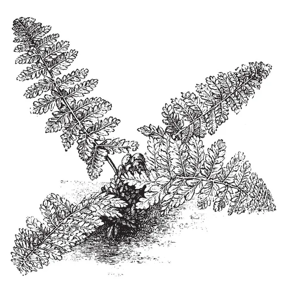Nephrodium 这是生长小的蕨类植物 叶多裂 它有长圆形和长矛形状的叶子 复古线条画或雕刻插图 — 图库矢量图片