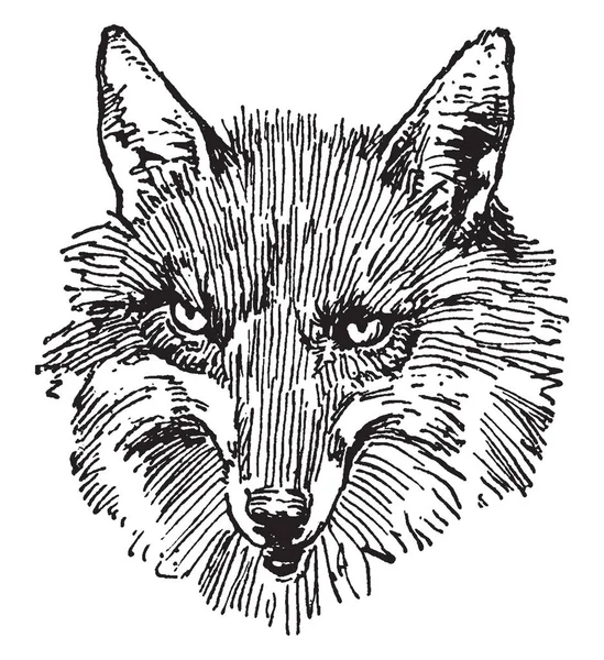 Visage Renard Dessin Ligne Vintage Illustration Gravure — Image vectorielle