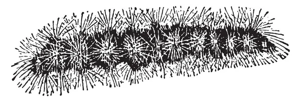 Волосатые Гусеницы Насекомое Рисующее Цилиндры Винтажные Линии Гравирующие Иллюстрации — стоковый вектор