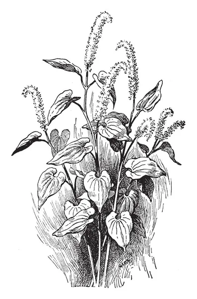 Стебло Має Листя Квіти Форма Квітів Схожа Хвіст Ящірки Вінтажний — стоковий вектор