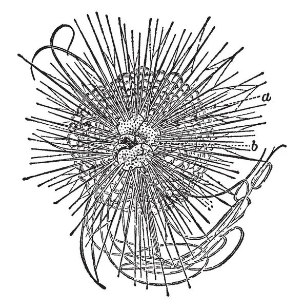 Deniz Kestanesi Anatomisi Diyagramı Gösterilmiştir Deniz Kestanesi Küçük Deniz Canlılarının — Stok Vektör