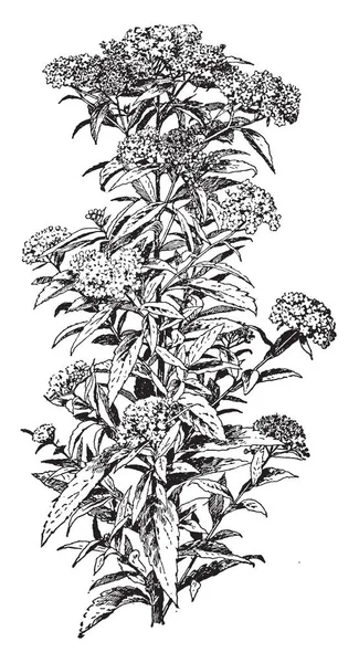 この写真は Spirara の後を見せています この植物は薬用に使用されています 花は密な小さな ビンテージ ライン図面または彫刻の図 — ストックベクタ