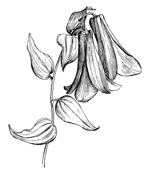 Bellflower Chilien Est Connu Sous Nom Lapageria Rosea Est Fleur — Image vectorielle